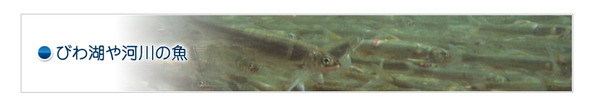 びわ湖や河川の魚
