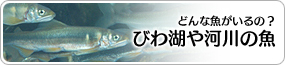 びわ湖や河川の魚